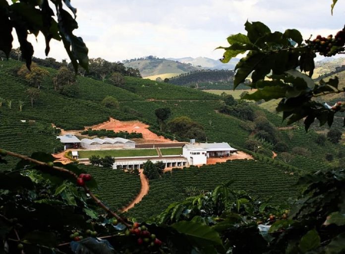 O melhor café do mundo vem de Minas Gerais