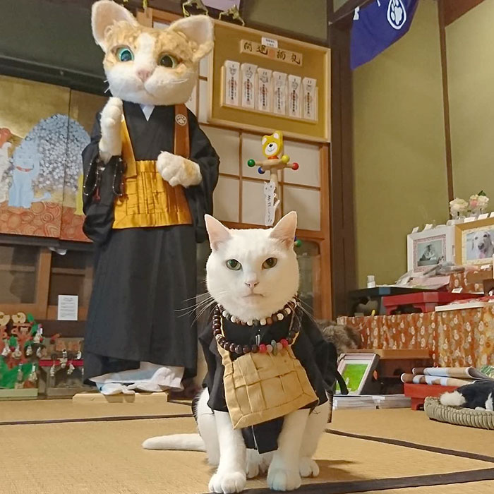 bemmaismulher.com - Há um santuário de gatos no Japão e seus monges são os mais fofos