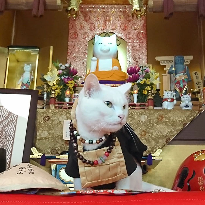 bemmaismulher.com - Há um santuário de gatos no Japão e seus monges são os mais fofos