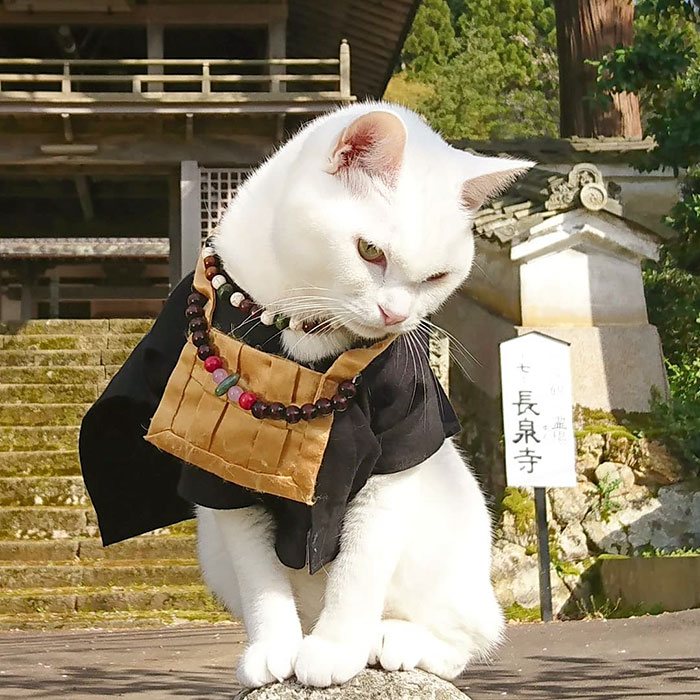 bemmaismulher.com - Há um santuário de gatos no Japão e seus monges são os mais fofos