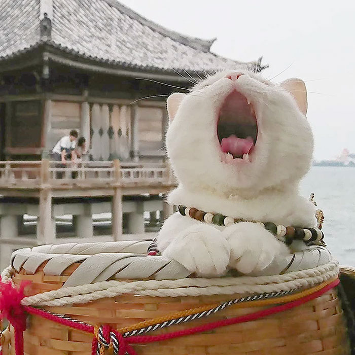 bemmaismulher.com - Há um santuário de gatos no Japão e seus monges são os mais fofos