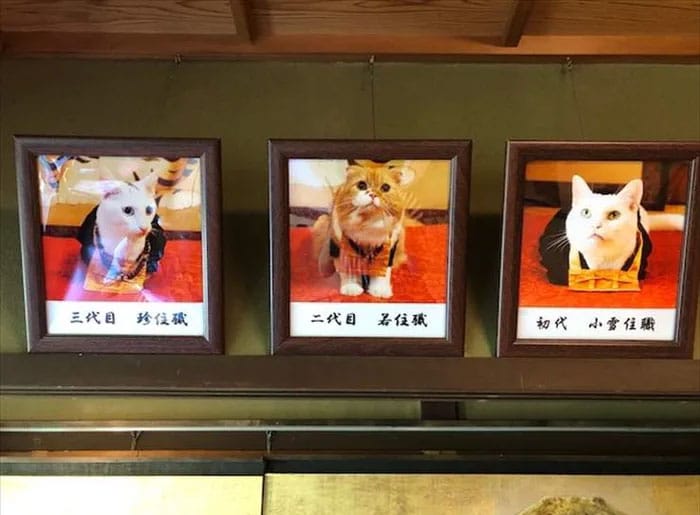 bemmaismulher.com - Há um santuário de gatos no Japão e seus monges são os mais fofos