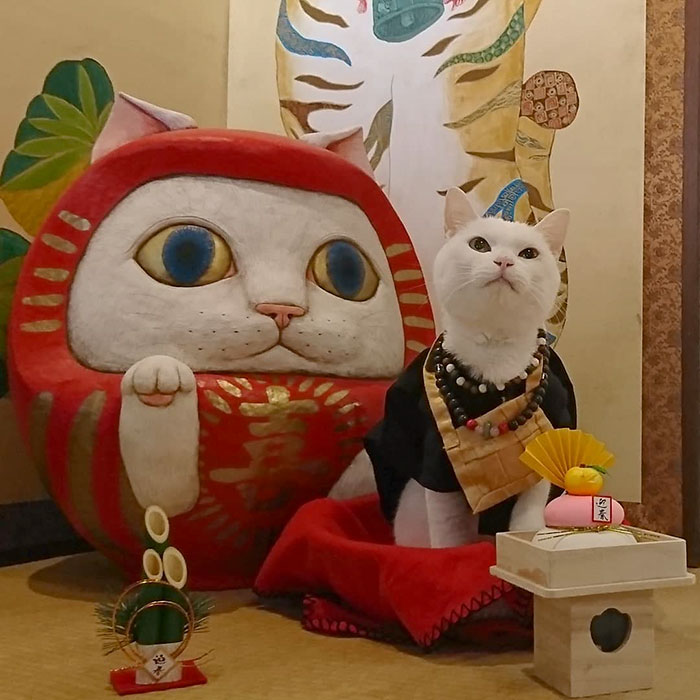 bemmaismulher.com - Há um santuário de gatos no Japão e seus monges são os mais fofos