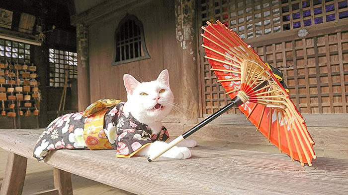 bemmaismulher.com - Há um santuário de gatos no Japão e seus monges são os mais fofos