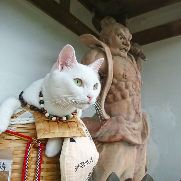 bemmaismulher.com - Há um santuário de gatos no Japão e seus monges são os mais fofos