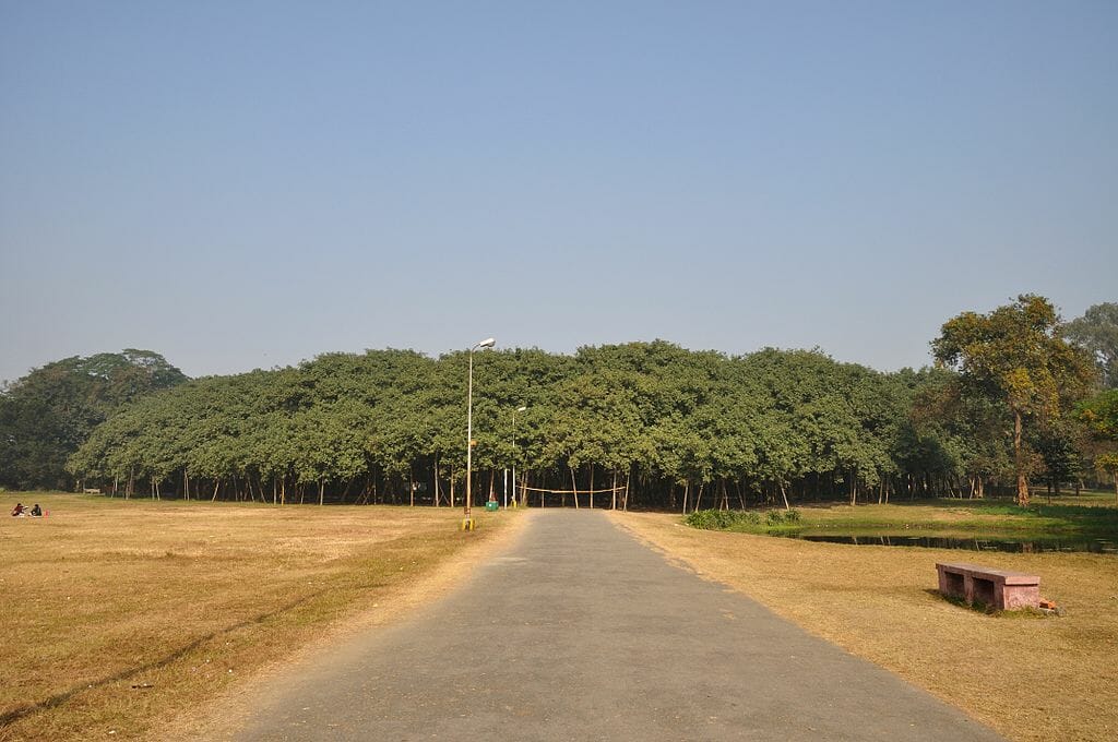 bemmaismulher.com - A árvore mais larga do mundo que mais parece uma floresta inteira
