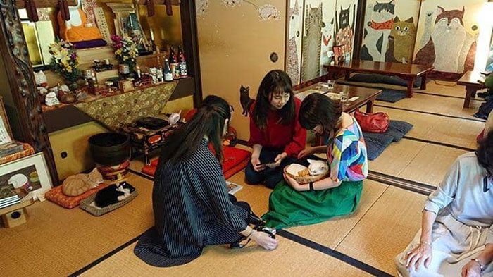 bemmaismulher.com - Há um santuário de gatos no Japão e seus monges são os mais fofos