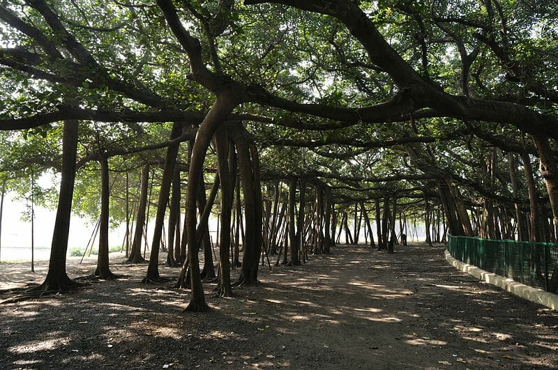 bemmaismulher.com - A árvore mais larga do mundo que mais parece uma floresta inteira