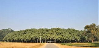 A árvore mais larga do mundo que mais parece uma floresta inteira