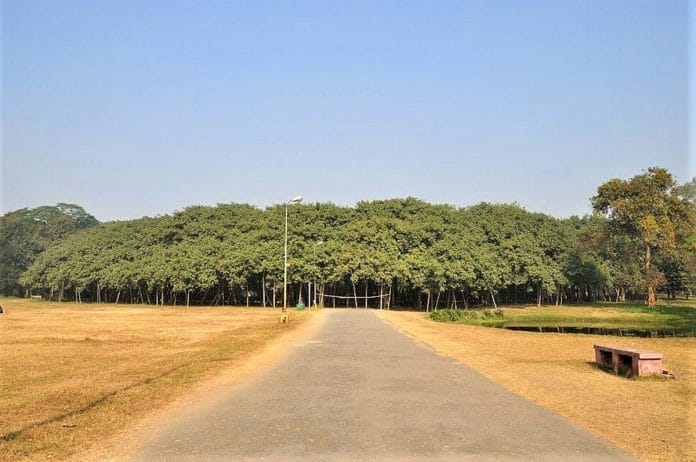 A árvore mais larga do mundo que mais parece uma floresta inteira