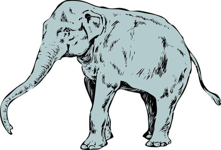 Elefante