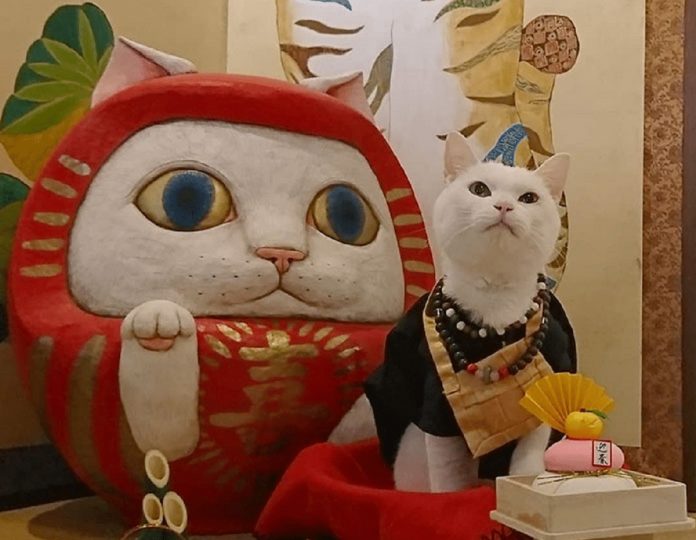 Há um santuário de gatos no Japão e seus monges são os mais fofos