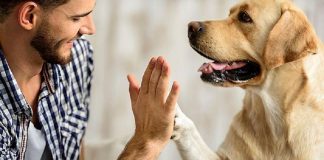 O cachorros não gostam de quem não gosta dos seus donos