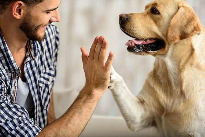 O cachorros não gostam de quem não gosta dos seus donos