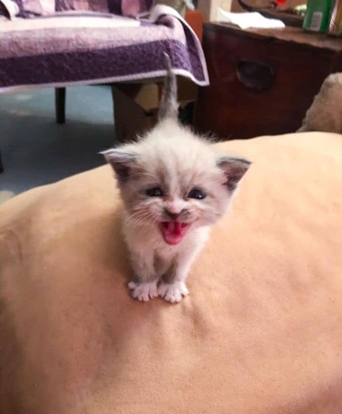 bemmaismulher.com - Foster Kitty dá o sorriso mais bonito durante uma sessão de fotos e toma conta da Internet