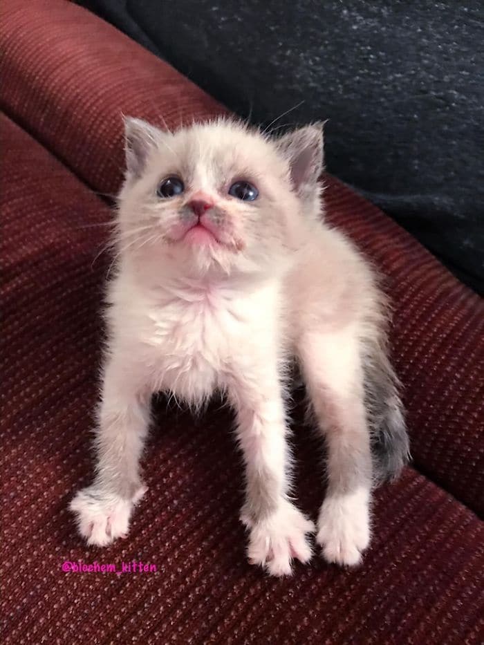 bemmaismulher.com - Foster Kitty dá o sorriso mais bonito durante uma sessão de fotos e toma conta da Internet