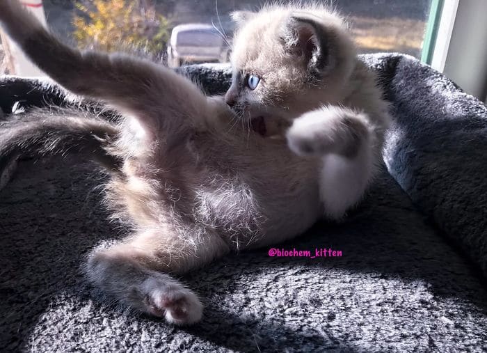 bemmaismulher.com - Foster Kitty dá o sorriso mais bonito durante uma sessão de fotos e toma conta da Internet