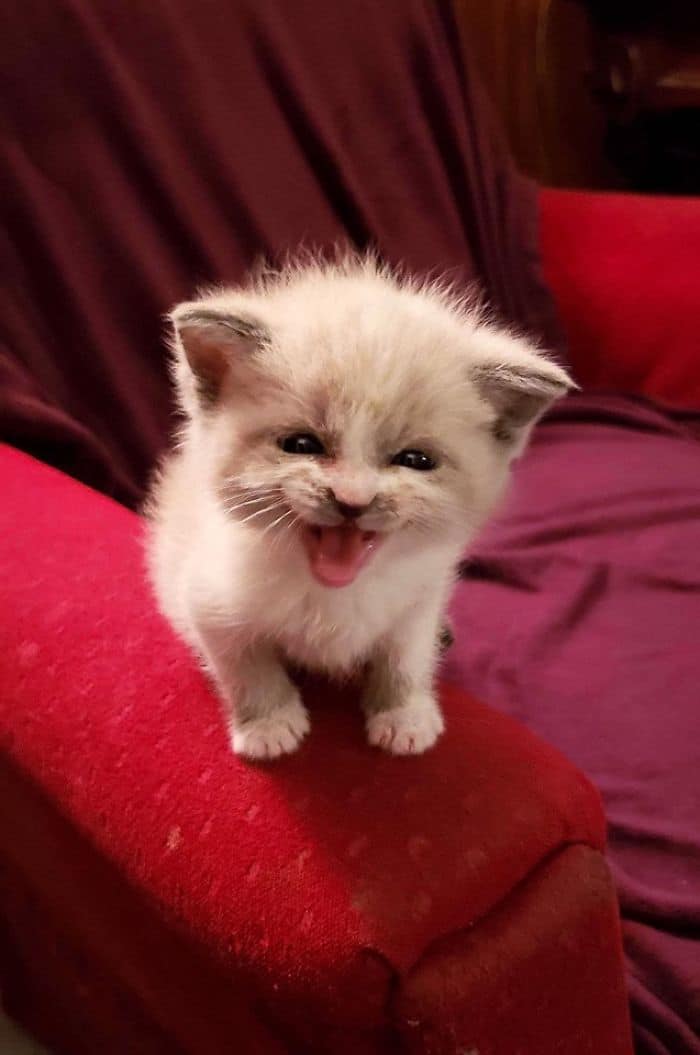 bemmaismulher.com - Foster Kitty dá o sorriso mais bonito durante uma sessão de fotos e toma conta da Internet