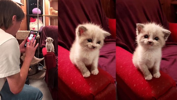 Foster Kitty dá o sorriso mais bonito durante uma sessão de fotos e toma conta da Internet