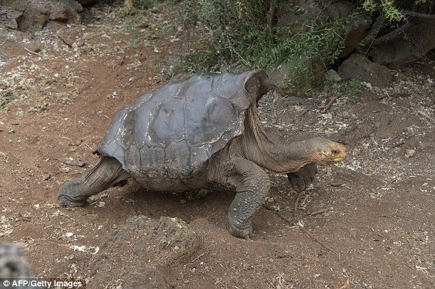 bemmaismulher.com - Tartaruga de 100 anos que teve 800 filhotes e salvou sua espécie da extinção
