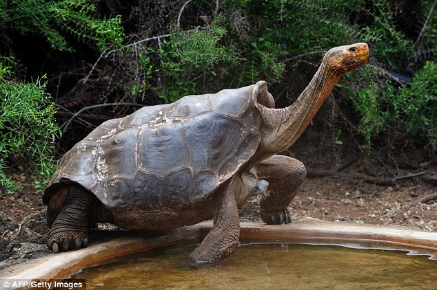 bemmaismulher.com - Tartaruga de 100 anos que teve 800 filhotes e salvou sua espécie da extinção