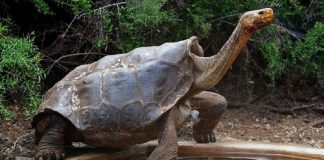 Tartaruga de 100 anos que teve 800 filhotes e salvou sua espécie da extinção