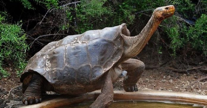 Tartaruga de 100 anos que teve 800 filhotes e salvou sua espécie da extinção