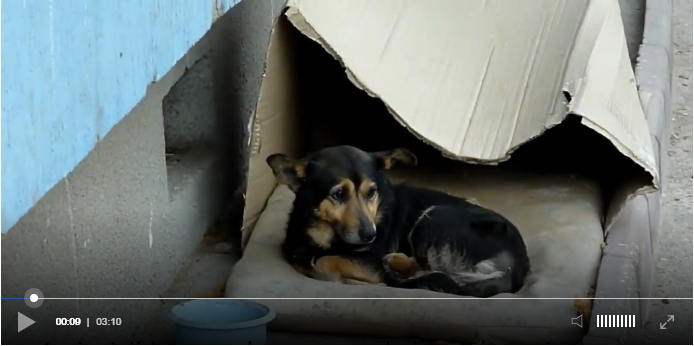 bemmaismulher.com - Cachorrinho que vivia nas ruas em caixa de papelão teve a sorte de ser resgatado