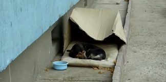 Cachorrinho que vivia nas ruas em caixa de papelão teve a sorte de ser resgatado