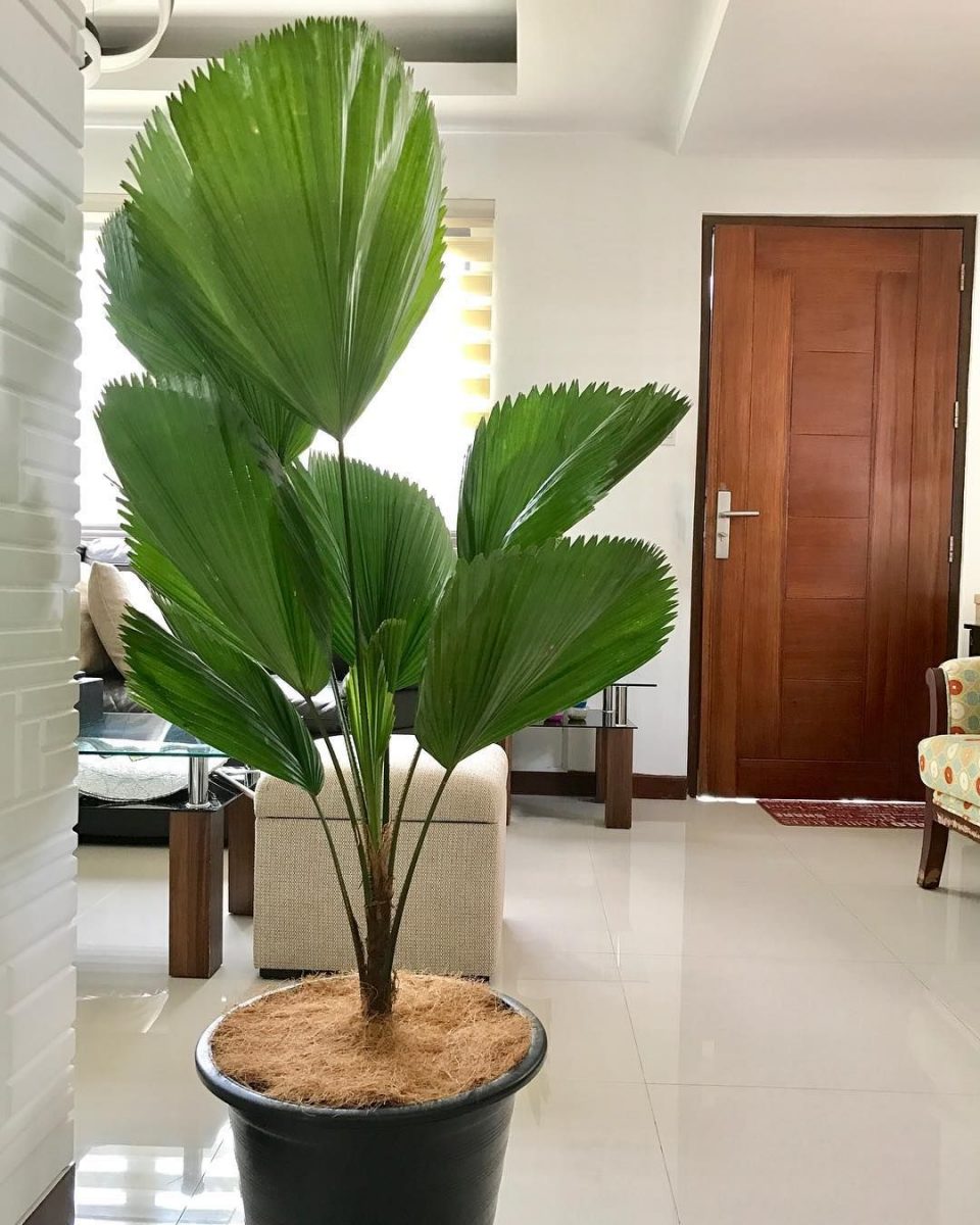 bemmaismulher.com - 5 Plantas para se ter em casa que precisam de poucos cuidados