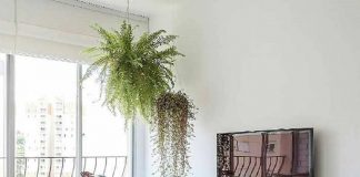 5 Plantas para se ter em casa que precisam de poucos cuidados