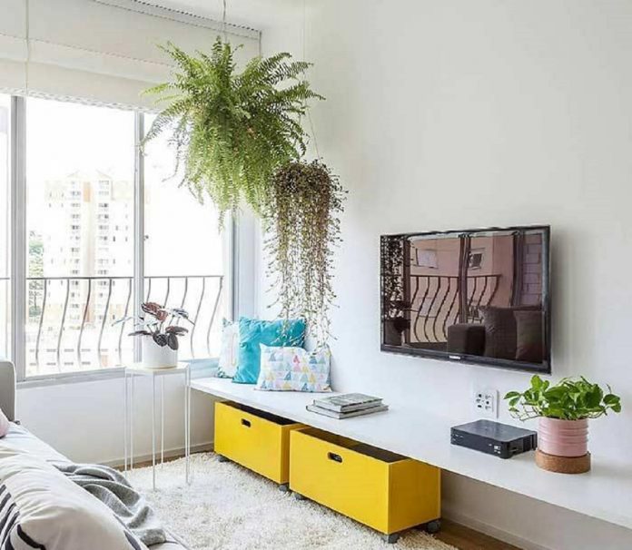 5 Plantas para se ter em casa que precisam de poucos cuidados