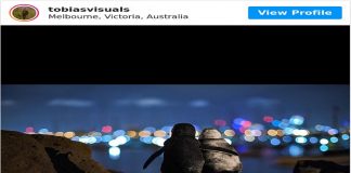 Fotógrafo faz foto de dois pinguins viúvos olhando para o horizonte de Melbourne juntos