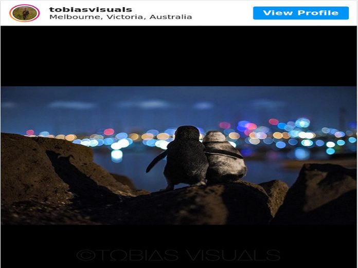 Fotógrafo faz foto de dois pinguins viúvos olhando para o horizonte de Melbourne juntos