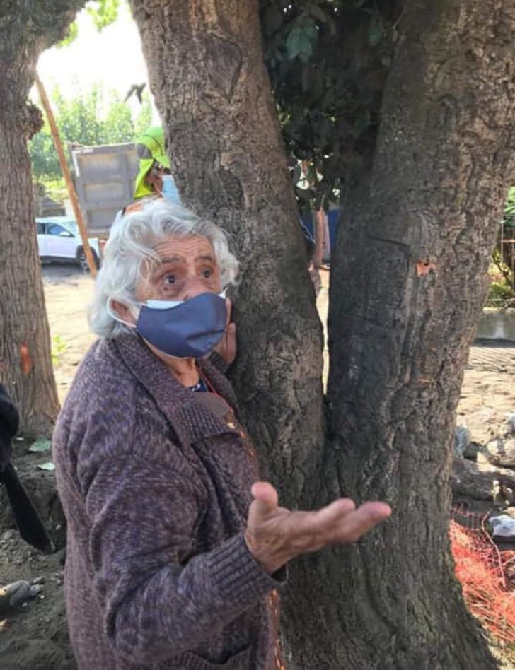 bemmaismulher.com - A árvore salva pela vovó de 80 anos é transferida para um viveiro municipal. Eles a honraram!