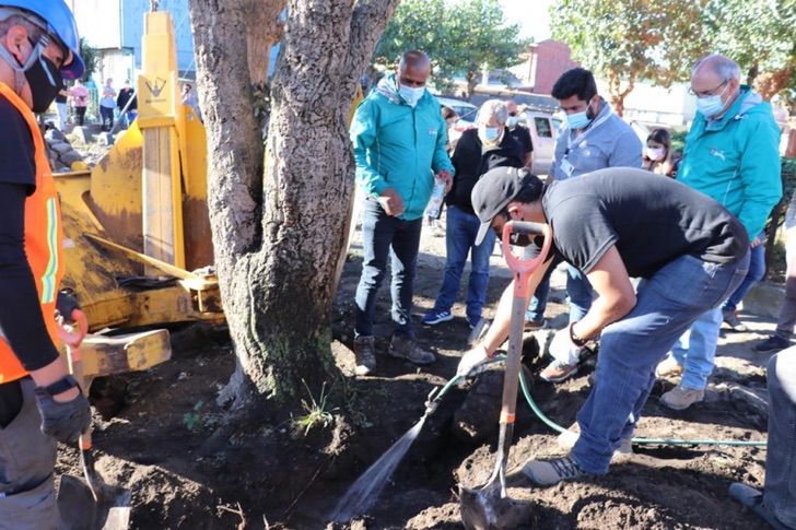 bemmaismulher.com - A árvore salva pela vovó de 80 anos é transferida para um viveiro municipal. Eles a honraram!