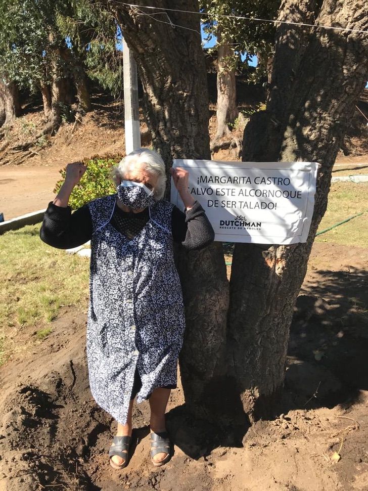 bemmaismulher.com - A árvore salva pela vovó de 80 anos é transferida para um viveiro municipal. Eles a honraram!