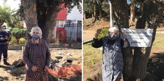 A árvore salva pela vovó de 80 anos é transferida para um viveiro municipal. Eles a honraram!