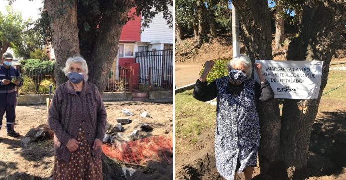 A árvore salva pela vovó de 80 anos é transferida para um viveiro municipal. Eles a honraram!