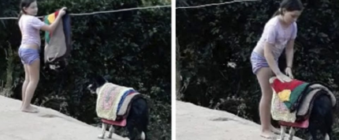 Mamãe registra cenas de um lindo cachorro “ajudando” sua filha a recolher as roupas do varal (vídeo)