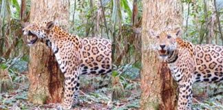 Imagens flagram onça-pintada inédita no Parque Nacional do Iguaçu