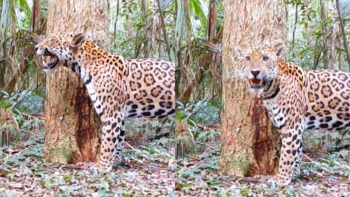 Imagens flagram onça-pintada inédita no Parque Nacional do Iguaçu