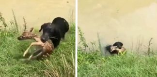 Cachorro salva filhote de cervo que caiu dentro de um rio e estava correndo perigo