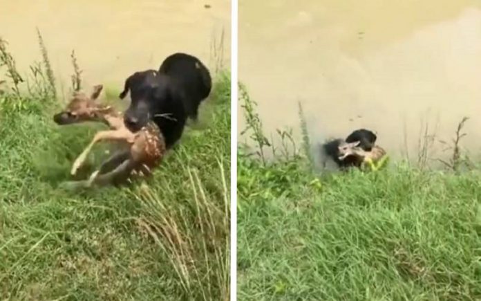 Cachorro salva filhote de cervo que caiu dentro de um rio e estava correndo perigo