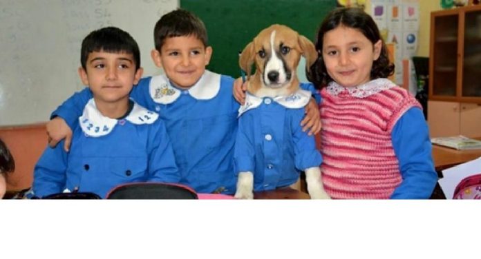Professor e alunos adotam cão de rua e cuidam dele na escola