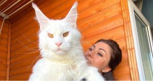 bemmaismulher.com - O gato Maine Coon impressiona pelo tamanho a ponto das pessoas o confundirem com um cachorro