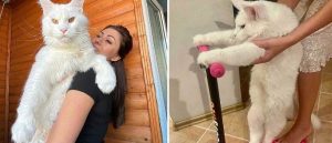 bemmaismulher.com - O gato Maine Coon impressiona pelo tamanho a ponto das pessoas o confundirem com um cachorro