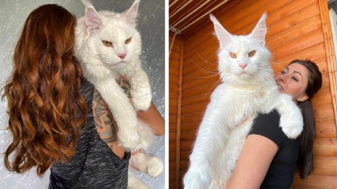 O gato Maine Coon impressiona pelo tamanho a ponto das pessoas o confundirem com um cachorro