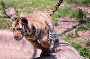 bemmaismulher.com - Filhote de tigre abandonado foi resgatado e fez uma recuperação formidável