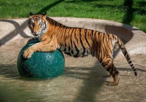 bemmaismulher.com - Filhote de tigre abandonado foi resgatado e fez uma recuperação formidável